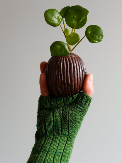 Pilea